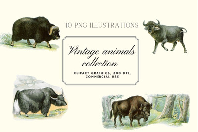 Antique Animal Clipart Set, Vintage Bison Illustration