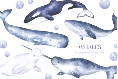 Whales Watercolor Collection of illustrations and seamless patterns