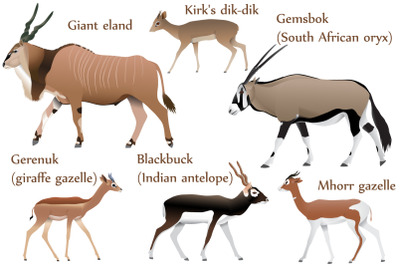 Antelopes colour