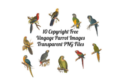 10 Vintage Parrots Transparent Clipart