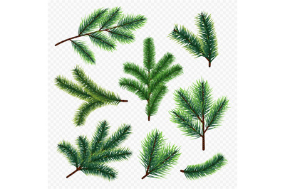 Vector fir tree branches isolated on transparent background