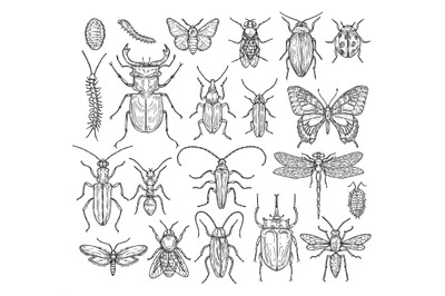 Insects sketch. Butterfly&2C; beetle and fly&2C; ant. Dragonfly&2C; ladybug and