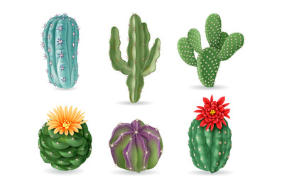 Realistic cactuses. Decorative desert exotic cactus prickly plants. Wi