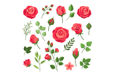 Red roses. Burgundy rose flower bouquets with green leaves and buds. W