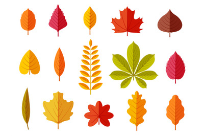 Fall leaves. Colorful autumn leaves, leaf chestnut elm oak, maple fore