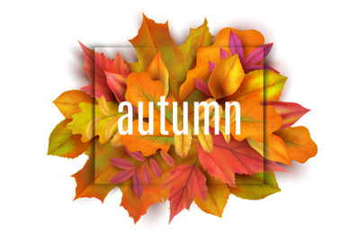 Autumn banner. Leaves background. Card with realistic orange red yello