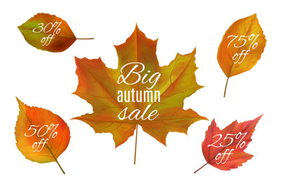 Autumn sale. Fall leaves banners. Realistic vector autumn leaf with sa