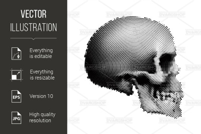 Human Skull