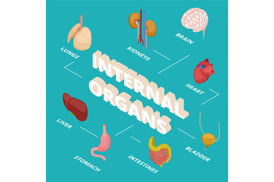 Isometric anatomy concept. Human internal organs vector illustration.