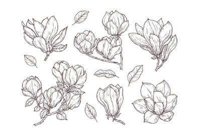 Magnolia flowers sketch. Drawing botanical spring bunch flower. Isolat