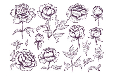 Peonies doodle. Leaves and buds floral pictures botanical vector hand