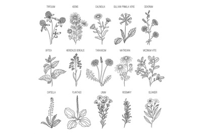 Herbs collection. Medical healthy flowers and herbs nature plants for