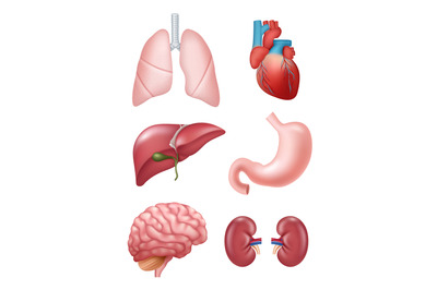 Human organs. Anatomical medical illustrations stomach heart kidney br