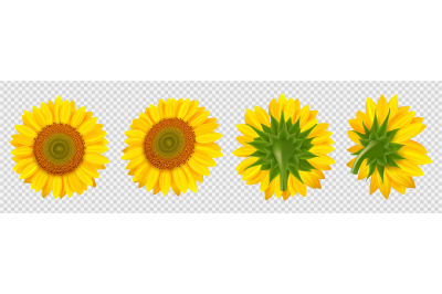 Blooming sunflower. Realistic vector sunflowers isolated on transparen