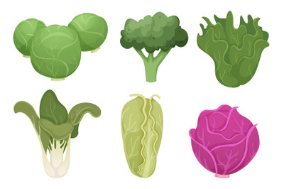 Cabbage cartoon. Green clean vegetable eco food fresh garden broccoli