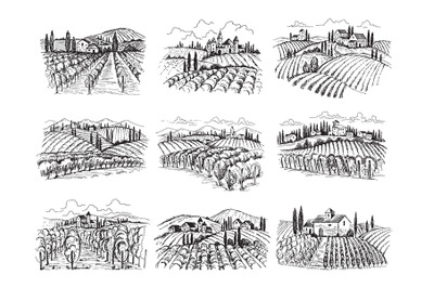 Vineyard landscape. Farm grape fields with houses agricultural hand dr