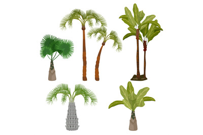 Palm trees. Beach california plants brazil hawaii garden palms leaf ve