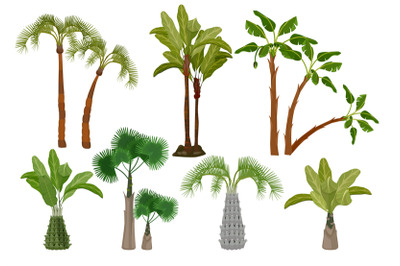 Palm trees. Tropical plants collection garden of brazil or california