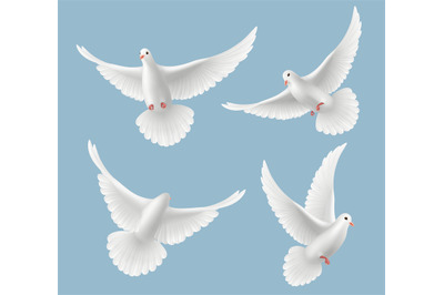 White pigeons. Dove love flying birds in sky symbols of freedom and we