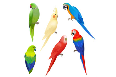 Parrots realistic. Wildlife flight exotic colored birds beautiful amaz