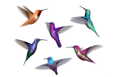 Flying hummingbirds. Little colored birds exotic jungle colored little