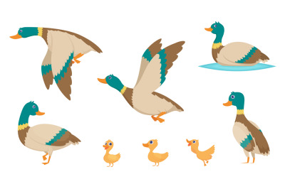 Wild ducks. Young swimming birds water pond little ducks vector cartoo