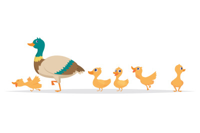 Mother duck. Row of wild ducks birds family walking vector cartoon col