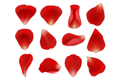 Rose petals. Flowers plants elements leaves red petals collection for