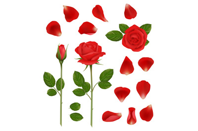 Red roses. Beautiful romantic flowers buds and petals leaves nature we