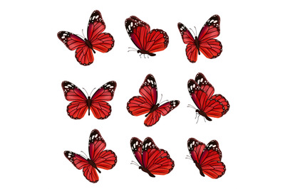 Butterflies collection. Beautiful nature colored flying insects orname