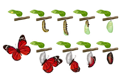 Butterfly cycle. Life of insects larva cocoon grub pupae caterpillars