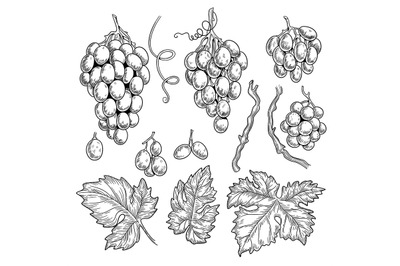 Grape doodle. Wine symbols for restaurant menu graphics engraving grap