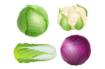 Cabbage. Vegetarian fresh healthy food nature plants agricultural ingr