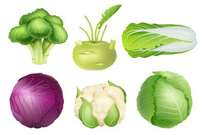 Cabbage set. Green nutrition agricultural objects vegetarian food natu