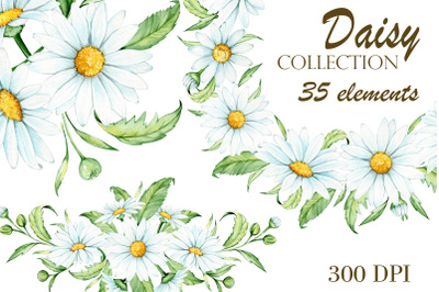 Watercolor Daisy clipart. Chamomile spring flowers, hand painted flora
