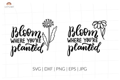 Bloom where you are planted svg, daisy svg, chamomile svg, dandelion
