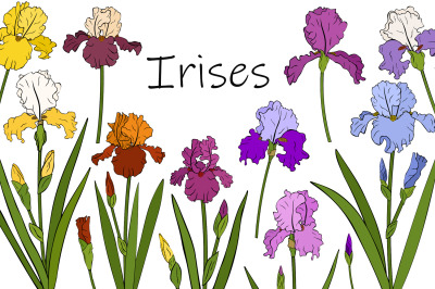 Irises flowers. Irises vector. Irises SVG. Flowers SVG