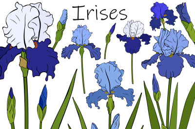 Irises flowers. Irises vector. Irises SVG. Flowers SVG