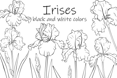 Flowers Irises graphics. Irises coloring. Flowers Irises SVG