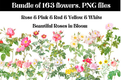 163 Vintage Roses Illustrations, Floral Bouquets Clip Art