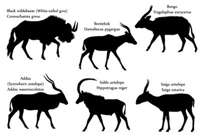 Antelopes silhouette