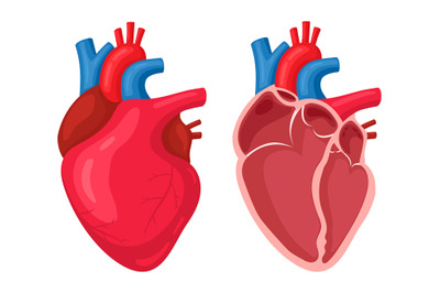 Human heart. Anatomical muscular human pumps blood organ&2C; cutaway inte