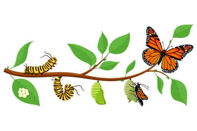 Butterfly life cycle. Cartoon caterpillar insects metamorphosis&2C; eggs&2C;