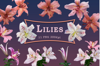 Lilies. Buds on a transparent background
