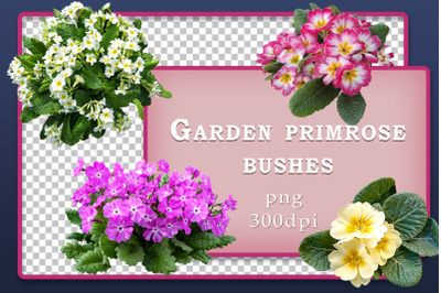 Flower bushes primrose