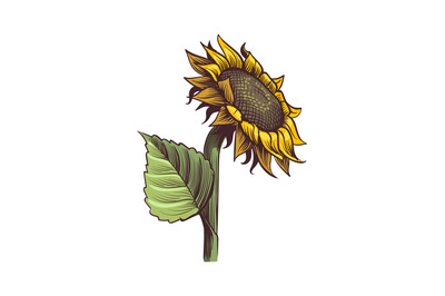 Sunflowers. Hand drawn wildflower sun shaped side view&2C; yellow sunny b