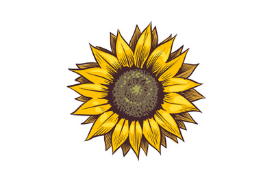 Yellow sunflower. Wildflower sun shaped&2C; sunny blossom with black seed