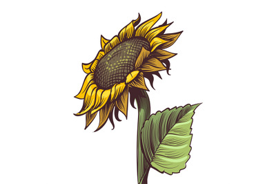 Hand drawn sunflower. Yellow wildflower in sketch style&2C; sunny blossom