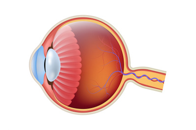 Anatomy eyeball close up side view. Realistic human eye retina structu