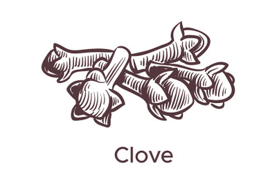 Hand drawn clove illustration. Sketch cooking ingredient for labels an